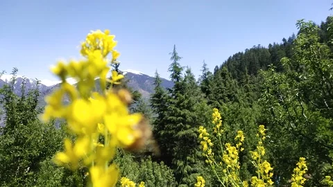 Two bees on flower flight Vidéo 239299023