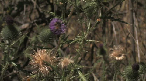Two Bees on a Flower Video stock 612442