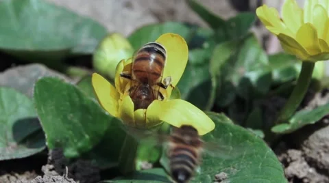 Two bees on flower Stock Footage 54342194