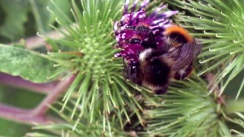 Two bees on a flower Stock Footage 160289863
