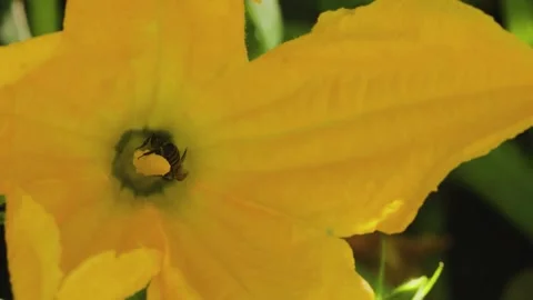 Two bees on a flower Stock Footage 246993907
