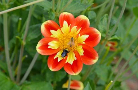 Two bees on flower Stock Photos
