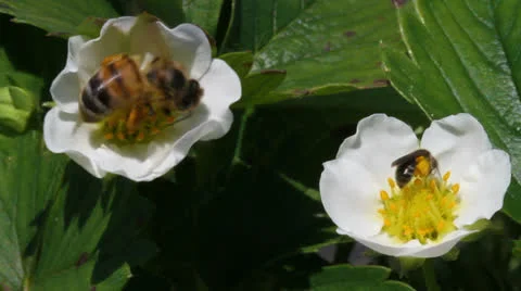 Two bees on the flowers of strawberry plants Stockbeeldmateriaal 24920162