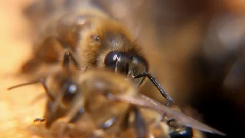 Two bees flutter with their transparent wings and creep inside of a beehive Video stock 83667382
