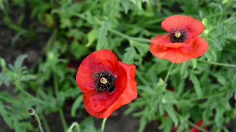 Two bees fly over flowers Video stock 64380817