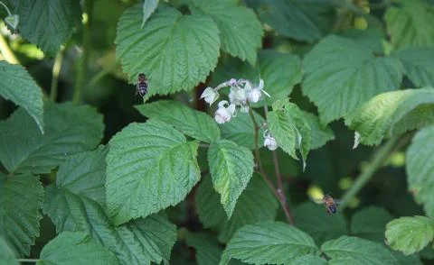 Two bees fly pollinating raspberries. Stock Photos