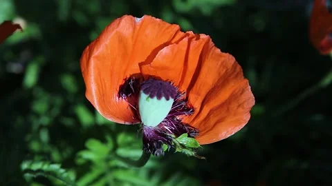 Two bees fly up to a red poppy flower with a head and crawl on it, then fly away Video stock 132985870