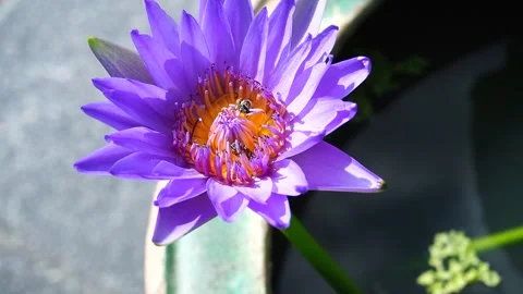  Two bees flying around outdoor purple lotus flowers Video stock 143582287