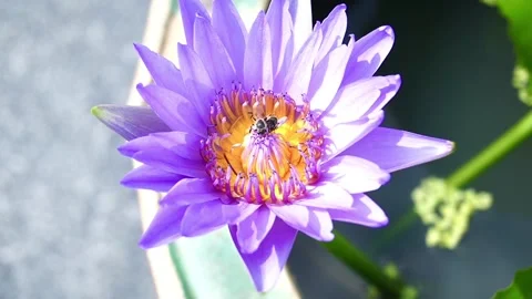  Two bees flying around outdoor purple lotus flowers 스톡 동영상 143590360