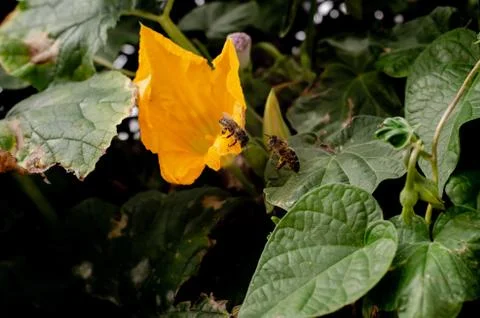 Two bees flying in front of a flower Stock Photos