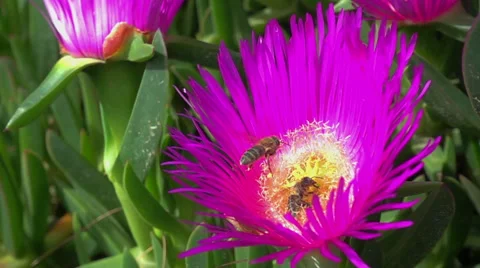 Two Bees Flying over Flower collect honey Vidéo 62554707