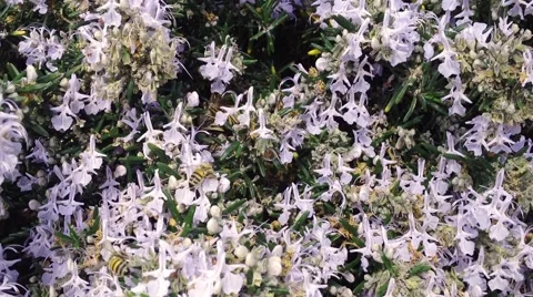 Two bees flying over Stock Footage 47502486