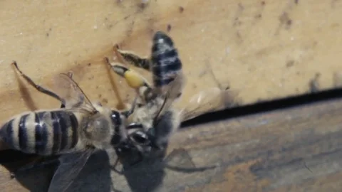 Two bees Video stock 84757878