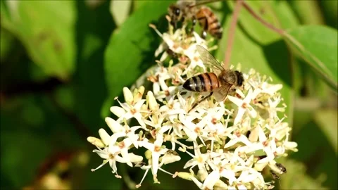 Two Bees Stock Footage 197977575