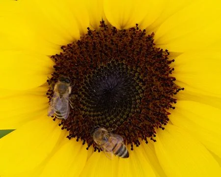 Two bees gathering nectar from a vibrant sunflower in a sunny garden Stock Photos