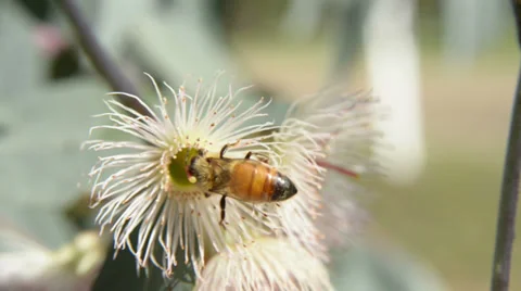 Two Bees on gum flowers Stock Footage 37338888