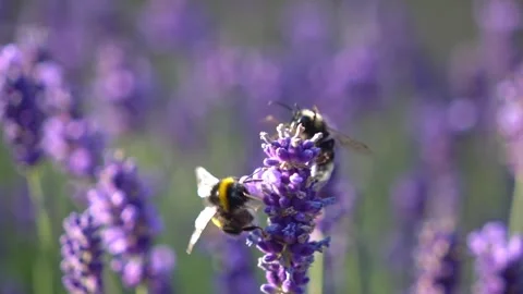Two bees Hovering Around Lavender Flowers in Slow Motion English Garden Scene Stock Footage 319587908