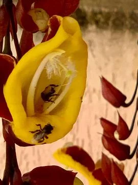 Two bees inside a flower Stock Photos