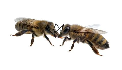 Two bees isolated on a white background. Latin Apis Mellifera, european or Stock Photos
