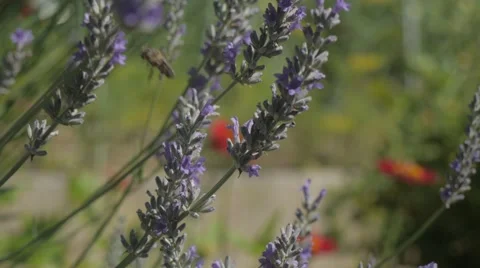 Two bees on lavender Stockbeeldmateriaal 52531767