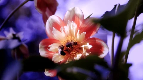 Two bees, one flower 動画素材 102062613