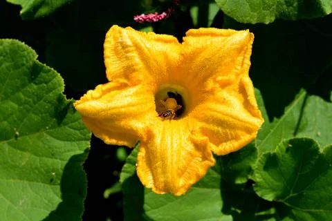 Two bees in one pumpkin flower Stock Photos