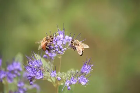 Two bees 스톡 사진