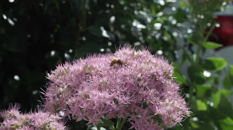 Two bees on pink flower Vídeos de archivo 41729229