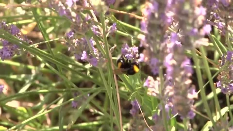 Two bees play on lavander Stock Footage 300868126