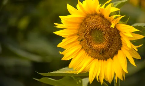 Two bees in the pollen crawl over the flower of a sunflower. Stock Photos