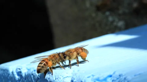 Two bees with pollen Stock-Footage 46574020