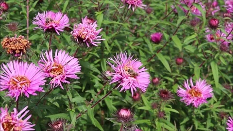 Two bees pollinate pink aster flowers, one of them flies away Stock Footage 321936576