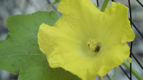 Two Bees Pollinate Yellow Squash Flower on Vine (Waltham Butternut Squash) Video stock 91220039
