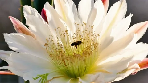 Two Bees Pollinating a Cactus Flower Storing in Saddlebags on Hind Legs Stock Footage 147421957