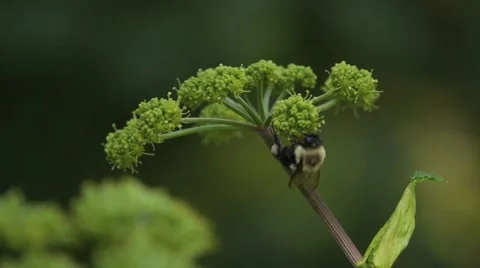 Two bees pollinating. Stock Footage 41209770