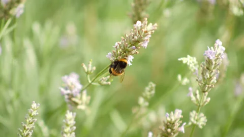 Two Bees Pollinating Lavender Flowers Stock-Footage 211751371