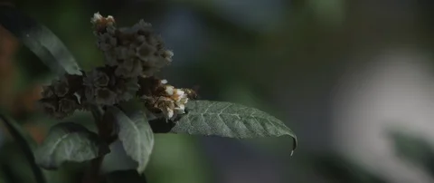 Two bees pollinating loquat flowers Stock Footage 104464717