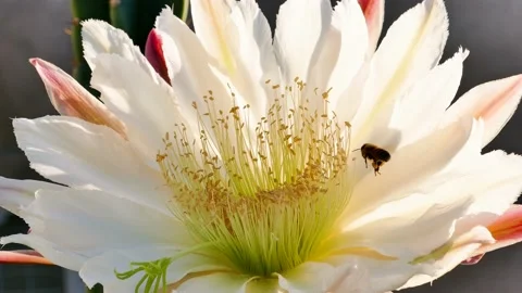 Two Bees Pollinating a Night Blooming Cactus Vídeos de archivo 147421742