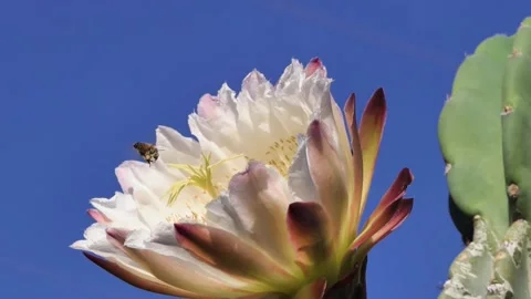 Two Bees Pollinating a Night Blooming Cactus Flower Stock Footage 147421868