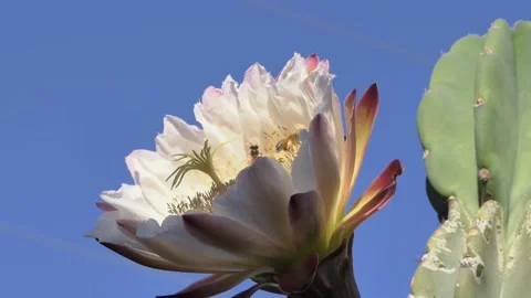 Two Bees Pollinating a Night Blooming Cactus Flower 스톡 동영상 147422220