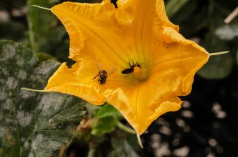 Two bees pollinating Foto stock