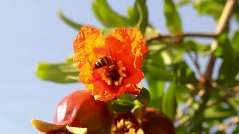 Two Bees Pollinating Pomegranate Flower While Third Bee Arrives and Leaves Stock Footage 312103973