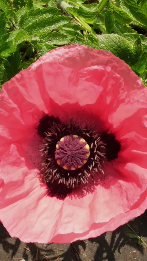 Two bees on a poppy flower Stock Footage 318549789