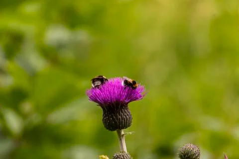Two Bees on a Scottish thistle Stock Photos