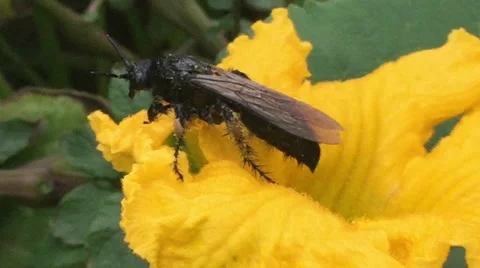 Two Bees Share Flower, Close UP Video stock 47578865