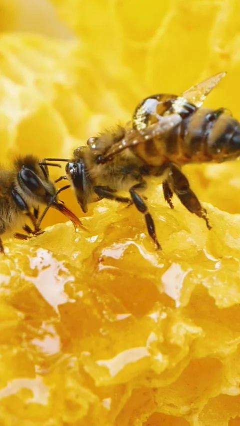 Two bees sit on a golden honeycomb and process, produce bee honey. Stock Footage 307997783