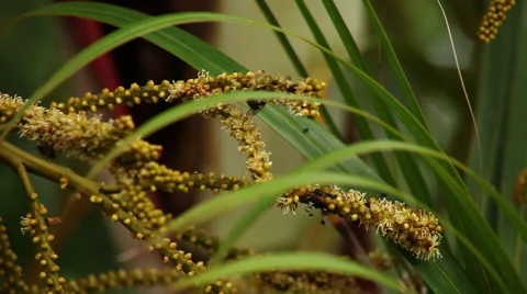 Two bees sitting on a plant with the wind blowing Stock Footage 53302782