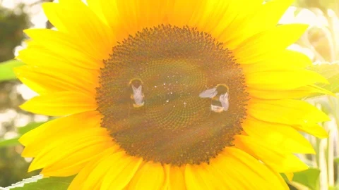 Two Bees on Sunflower Stock Footage 96844344