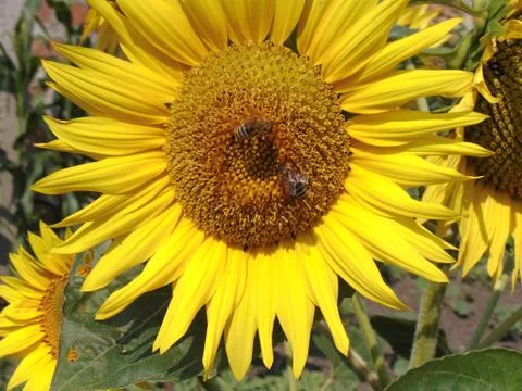 Two bees on a sunflower 写真素材