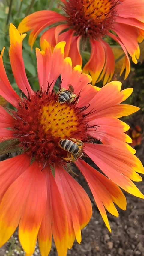 Two bees surrounding the stamens of a beautiful flower to collect pollen grains. Stock Footage 305997963